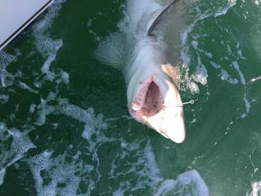 Ocean City Report Photo 2