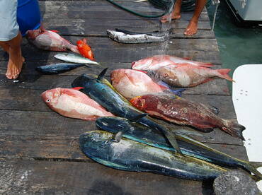 Great day on the seas