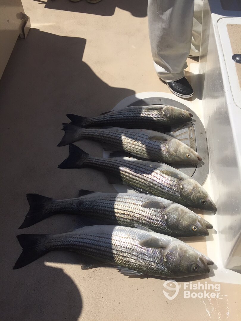 Montauk Report Photo 0