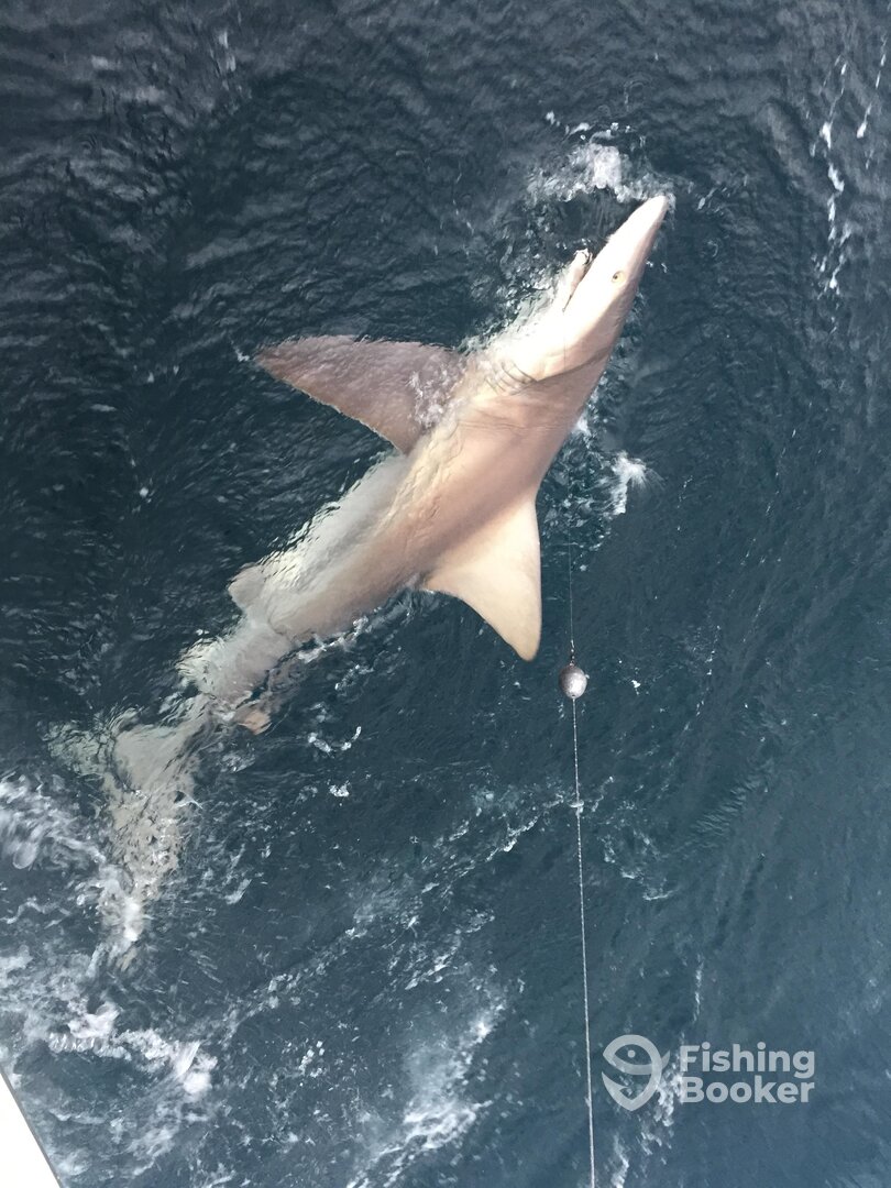 After a brief battle this one gave up.