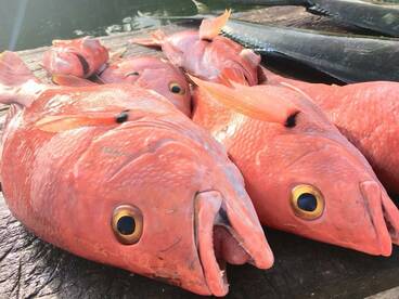 Puerto Aventuras Report Photo 1