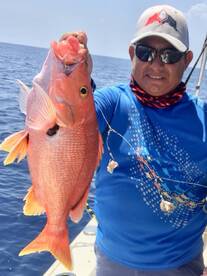 Mahis & Queen Snappers