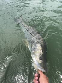 Clearwater Report Photo 1