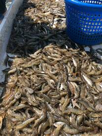 Wanchese Report Photo 1