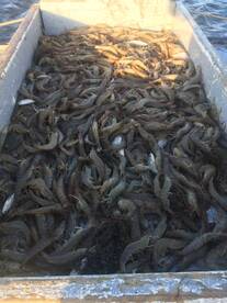 The shrimp are here.