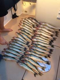 36 walleye in 4 hrs epic fishing this ye