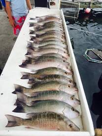 snapper & lobster hard to beat the eats