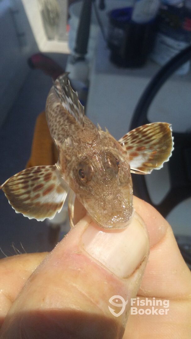 Chincoteague Report Photo 0