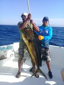 Giant dorado mahi mahi 