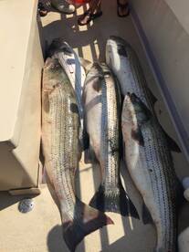 Montauk Report Photo 2