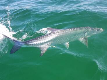 Schools of tarpon rolling down the beach
