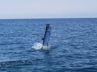 Destin Report Photo 1