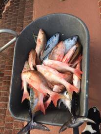 Mahia Mahia and Mutton Snapper