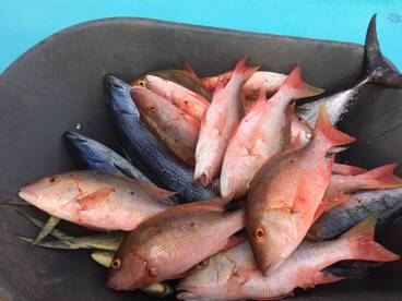 Fort Lauderdale Report Photo 1