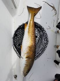 St. Petersburg Report Photo 1