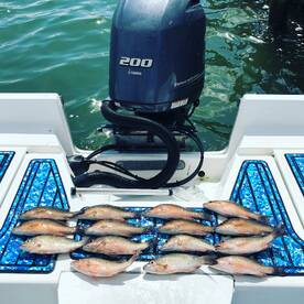 Sarasota Report Photo 1