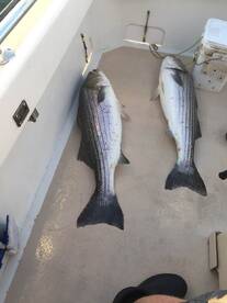 Montauk Report Photo 1