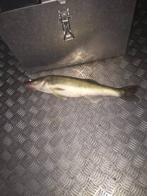 Fantastic summerfishing now in Stockholm