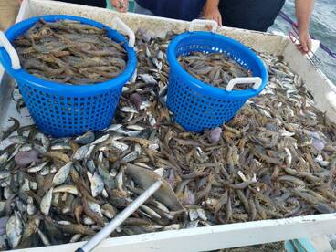 Wanchese Report Photo 2