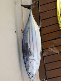 Costa Adeje Report Photo 2