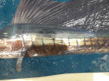 Playa Flamingo Report Photo 2