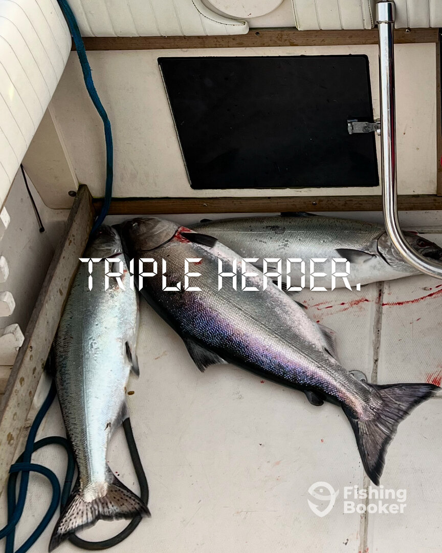 Triple Header of winter chinook.