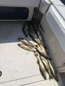 Nanticoke Report Photo 1