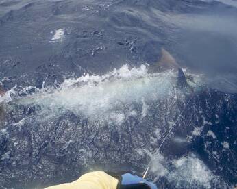 Quepos Report Photo 1