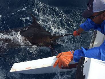 Tamarindo Report Photo 1