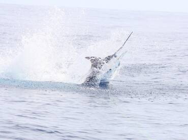 Quepos Report Photo 1