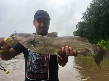 Big Catfish 