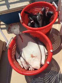 Montauk Report Photo 1