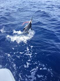 Marlin Fever  always catch! 
