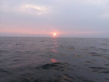 36 walleye in 70 minutes of fishing