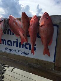 Offshore red snapper report