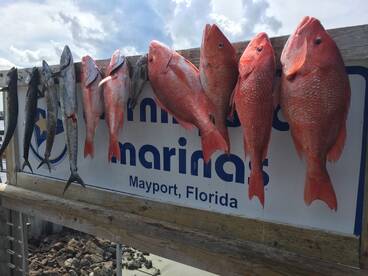 Jacksonville Report Photo 2