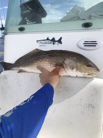 Hot Redfish bite today