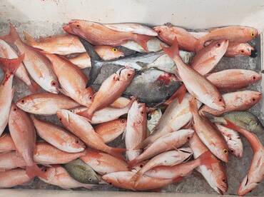 Fort Lauderdale Report Photo 1