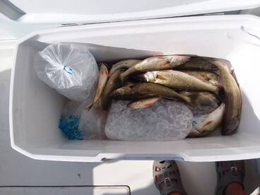 Walleye still red hot!