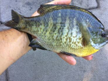 Hilton Report Photo 2