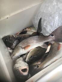 Reds and Trout doing really well now!