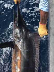 Surprise Blue Marlin