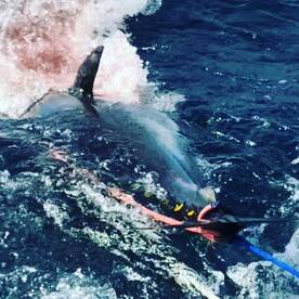 Gloucester Report Photo 1