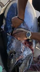 Gloucester Report Photo 2