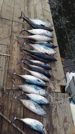 Sailfish catch in Seychelles