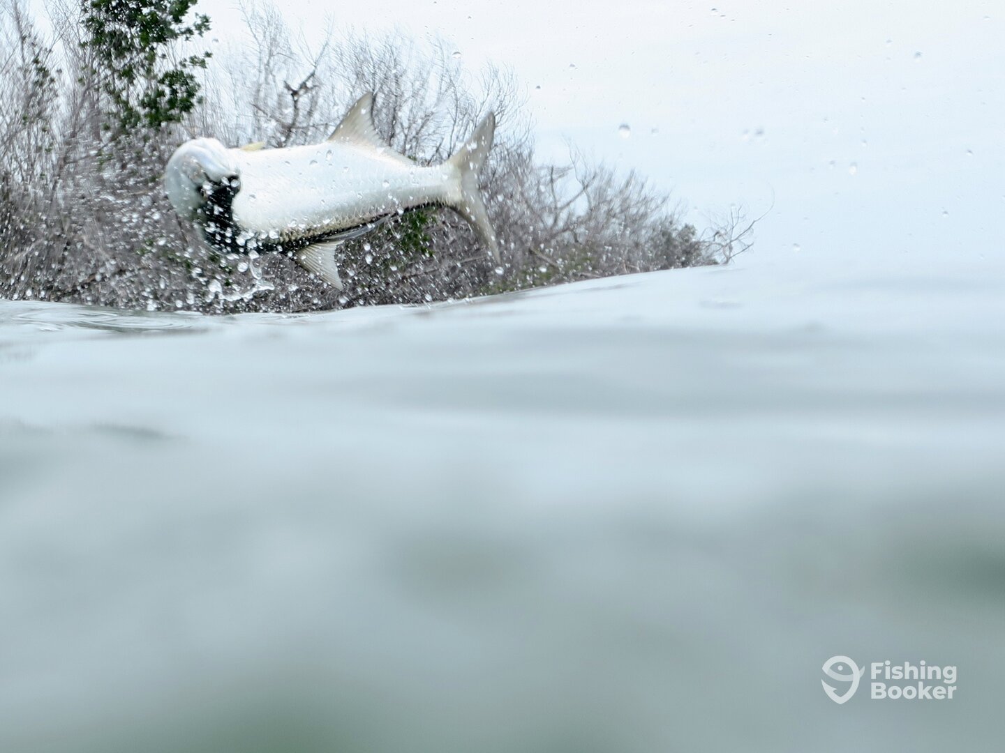 Baby Tarpon Jump