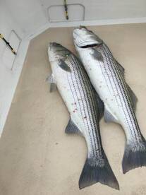 Montauk Report Photo 2