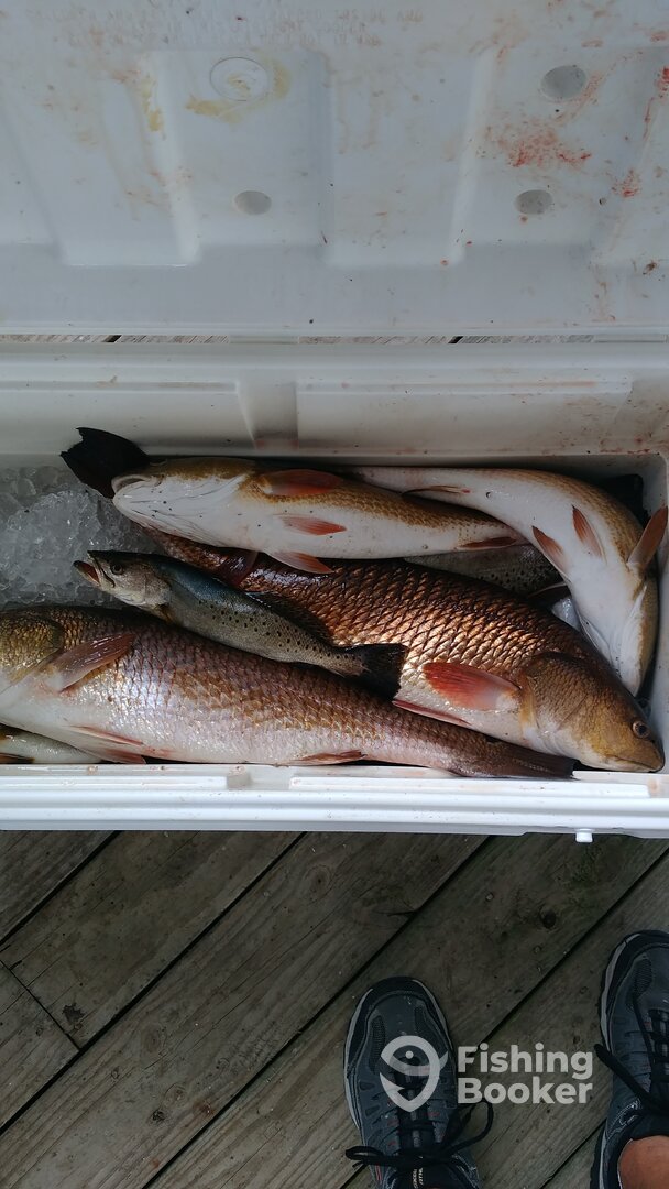 St. Bernard Report Photo 0