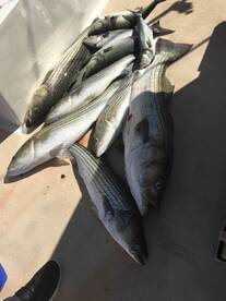 Montauk Report Photo 1