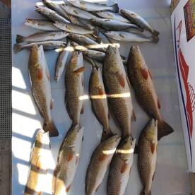 New Orleans Report Photo 1